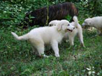 cuccioli di cani da fattoria